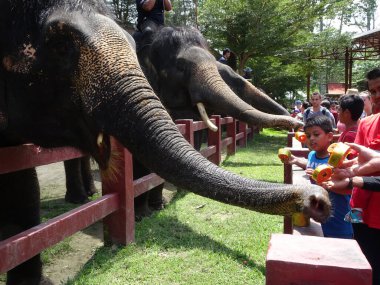 PAHANG, MALAYSIA - 15 Eylül 2017: Turistlere Kuala Gandah Fil Koruma Merkezi, Pahang, Malezya 'da fillere meyve yeme olanağı tanındı.