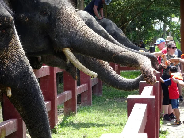 Pahang Malaysia September 2017 Tourrists Given Opportunity Give Elephants Eat — стоковое фото