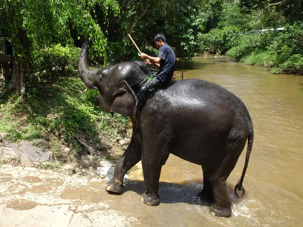 Pahang Malaysia September 2017 Elephant Trainers Riding Elephant Kuala Gandah — стоковое фото