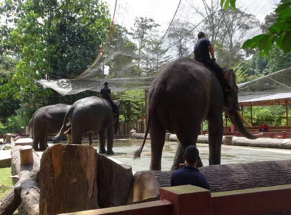 2015 Pahang Malaysia September 2017 코끼리 조련사들이 말레이시아 알라간 코끼리 — 스톡 사진