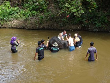 PAHANG, MALAYSIA -15 Eylül 2017: Bir grup turist Fil Koruma Merkezi, Kuala Gandah, Pahang Malezya 'da bebek filleri yıkamaktan mutluluk duyuyorlar. Yerel bir fil eğitmeninden yardım alıyorlar..