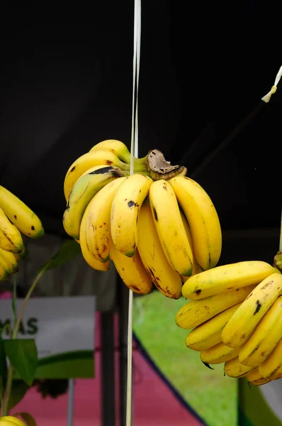 Serdang Malaysia September 2017 Die Bauern Ernten Bananenfrüchte Wird Aufgehängt — Stockfoto