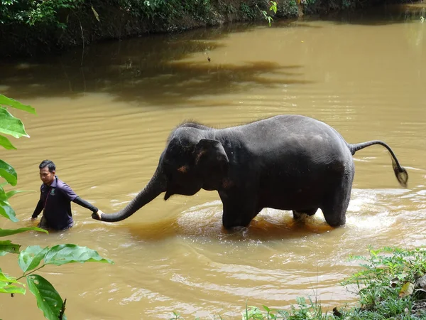 Pahang Malaysia September 2017 Elephant Trainers Bathing Elephants River Elephant — стоковое фото