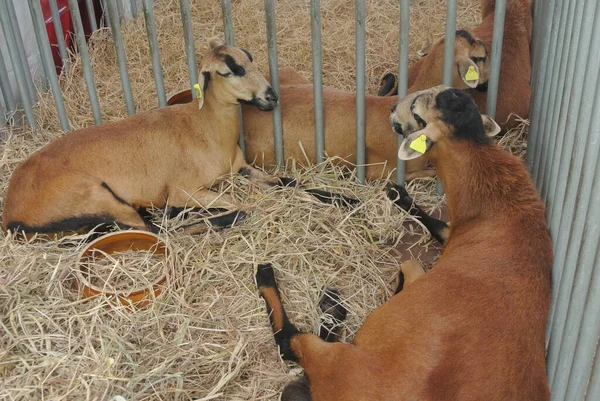 2017年9月30日 来自选定品种的山羊被放置在笼中出售给饲养者 — 图库照片