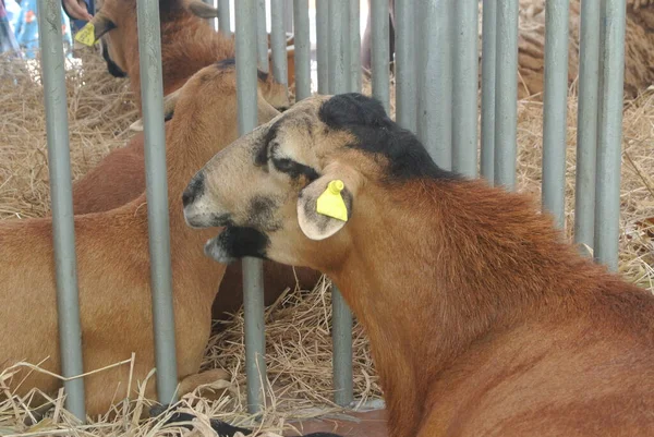 Serdang Malaysia Eptember 2017 Seçilmiş Türlerden Keçiler Üreticilere Satmak Için — Stok fotoğraf