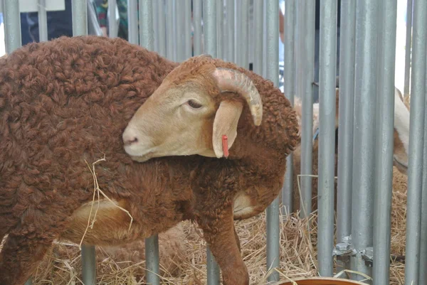 Serdang Malaysia Septembro 2017 Cabras Raças Selecionadas São Colocadas Nas — Fotografia de Stock