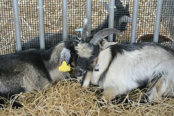 2017年9月30日 来自选定品种的山羊被放置在笼中出售给饲养者 — 图库照片