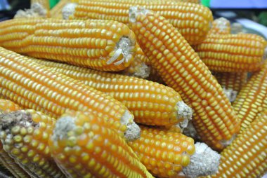 Olgun ve kurumuş mısır yığını sepette sergilenir..