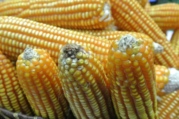 Pile Mature Dried Corns Display Basket — Stock Photo, Image