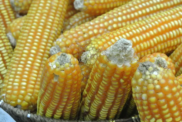 Pile Érett Szárított Kukorica Kijelző Kosárban — Stock Fotó