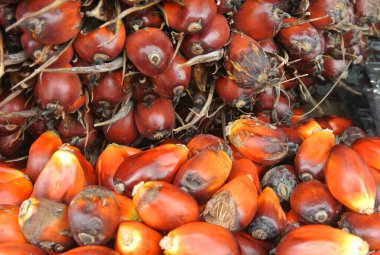 Palmiye yağı meyvesinin yakın görüntüsü. Meyve olgunlaştı ve hasat edildi..  