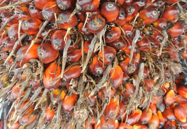 Palmiye yağı meyvesinin yakın görüntüsü. Meyve olgunlaştı ve hasat edildi..  