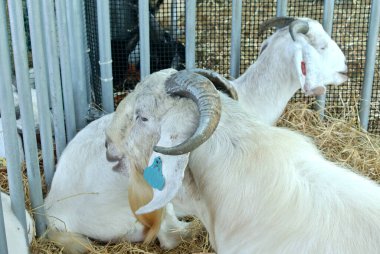 SERDANG, MALAYSIA - EPTEMBER 30, 2017: Seçilmiş türlerden keçiler üreticilere satmak için kafeslere yerleştirilir.