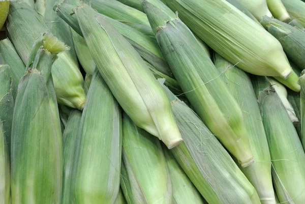 Tumpukan Jagung Yang Dipanen Buah Jagung Masih Dibungkus Daun — Stok Foto