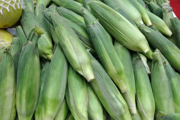Egy Rakás Betakarított Kukorica Kukorica Gyümölcs Még Mindig Levelekbe Van — Stock Fotó