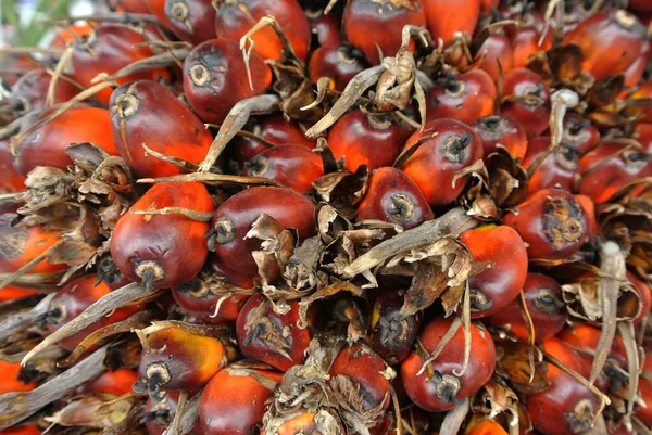 Vista Cerca Fruta Aceite Palma Fruto Estaba Maduro Cosechado — Foto de Stock