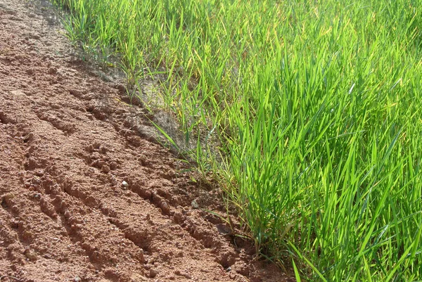 Seremban Malasia Marzo 2020 Protección Permanente Pendientes Mediante Método Césped — Foto de Stock