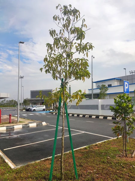 Seremban Malaysia Mart 2020 Peyzaj Çalışması Yeni Ağaçlar Dikilir Devrilmesini — Stok fotoğraf