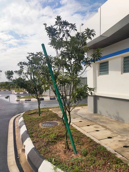 Seremban Malaysia Marca 2020 Praca Krajobrazowa Nowe Drzewa Sadzone Wspierane — Zdjęcie stockowe