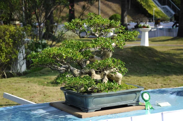 PUTRAJAYA, MALAYSIA -AUGUST 25, 2018: Bonsai tree display for public in Royal Floria Putrajaya garden in Putrajaya, Malaysia. — blossom, chinese - Stock Photo | #210315354 PUTRAJAYA, MALAYSIA -AUGUST 25, 2018: Bonsai tree display for public in Royal Floria Putrajaya garden in Putrajaya, Malaysia. — blossom, chinese - Stock Photo | #210315354