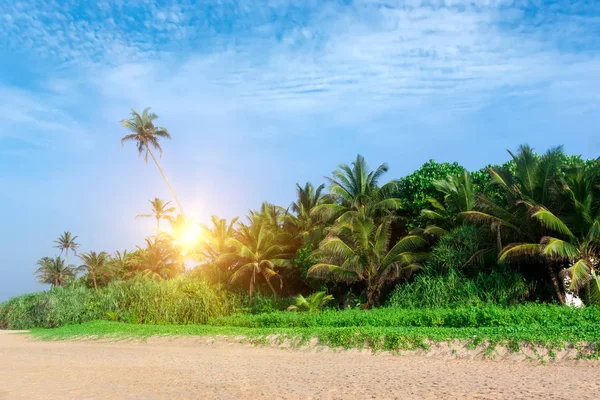 Beautiful tropical beach with palmtrees.