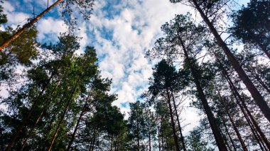Bulutlar gökyüzü yaz ormanda