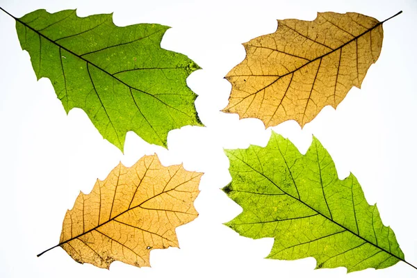 Autumn Leaves Isolated White Background — Stock Photo, Image