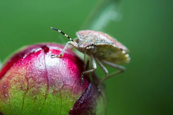 Çiçek tomurcuğundaki kahverengi böcek.