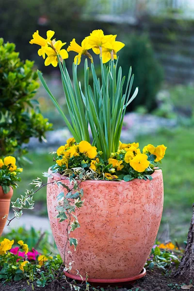 Daffodils Dalam Pot Bunga Dan Pansy Kuning — Stok Foto
