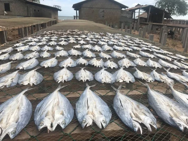 Row of dried cod fish hung outside. Traditional salted fish drying on racks in Gugusan Island,Semporna,Sabah,Borneo.Sea Gypsy or Bajau Laut sell their surplus catch as dried and salted fish through nearest town in Semporna,Sabah.