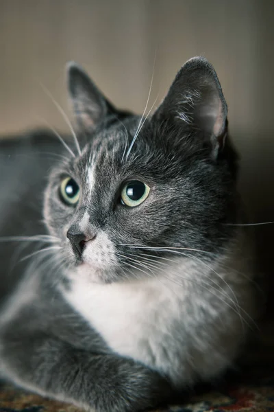 Красивый крупный план серого кота с зелеными желтыми глазами — стоковое фото