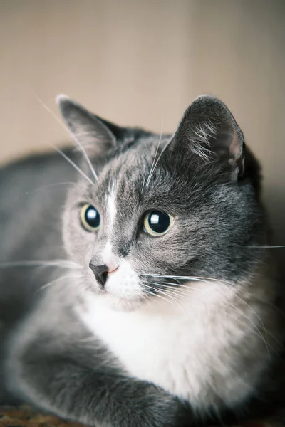 Vacker närbild av en grå katt med gröna gula ögon — Stockfoto