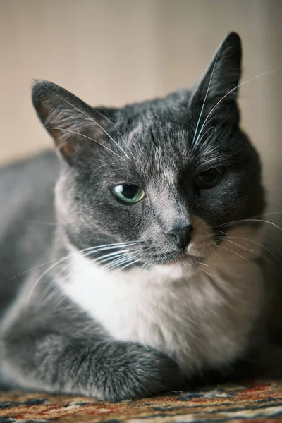 Belo close-up de um gato cinzento infeliz com olhos verdes amarelos — Fotografia de Stock