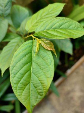Yaprak, Çiçek, Ağaç Gövdesi, Yosun resmini kapat
