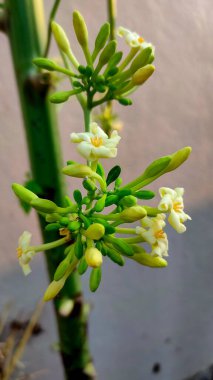 Yaprak, Çiçek, Ağaç Gövdesi, Yosun resmini kapat