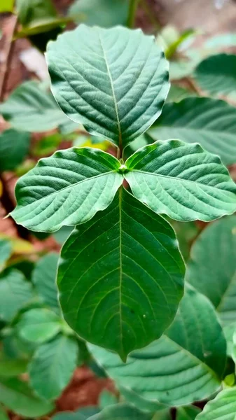 Daun Pohon Hijau Tutup Gambar — Stok Foto