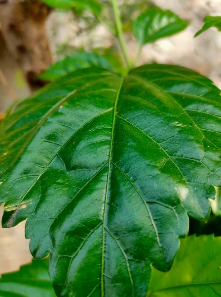Green Tree Leaf Close Image — Stock fotografie