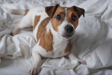 Köpek yatağın üzerinde ve kameraya bakıyor. Jack Russell Teriyeri