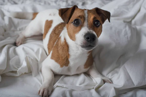 Cachorro Está Cama Olha Para Câmera Jack Russell Terrier — Fotografia de Stock