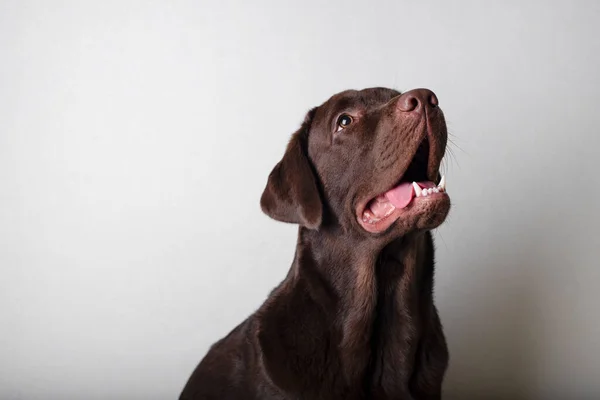 Brun Labrador Vit Bakgrund Hundlabrador Tittar Ägaren Troget — Stockfoto
