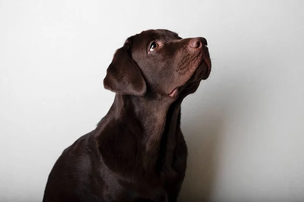 Bruine Labrador Een Witte Achtergrond Hondenlabrador Kijkt Trouw Naar Eigenaar — Stockfoto