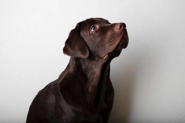 Labrador Marrom Sobre Fundo Branco Cão Labrador Olha Para Proprietário — Fotografia de Stock