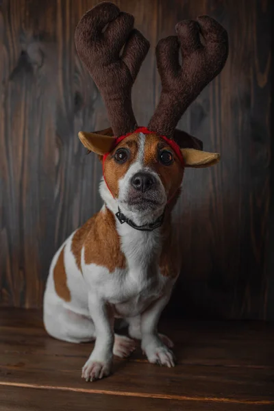 Jack Russell Τεριέ Κέρατα Ταράνδων Χριστούγεννα Κοιτάζοντας Την Κάμερα Ξύλινο — Φωτογραφία Αρχείου