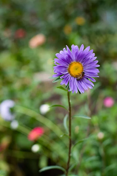 Bee Pollinates Purple Flower Macro — Stock Photo, Image