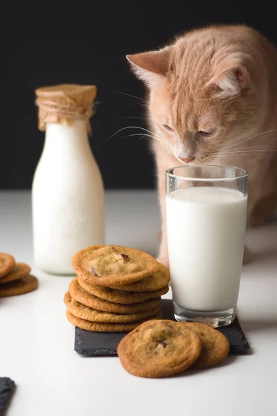 Biscotti Con Latte Gatto Rossiccio — Foto Stock