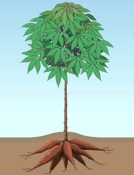 Ilustração Vetorial Plantas Mandioca Prosperam Com Vários Tubérculos —  Vetores de Stock