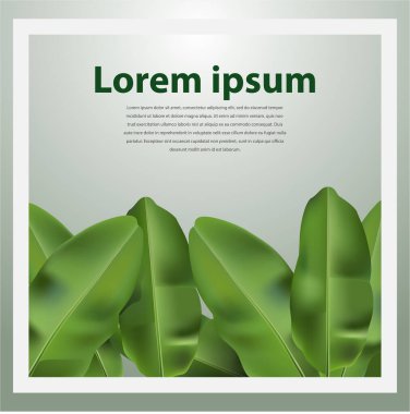 Vektör illüstrasyonu, çerçeve veya kenar olarak muz yaprağı.