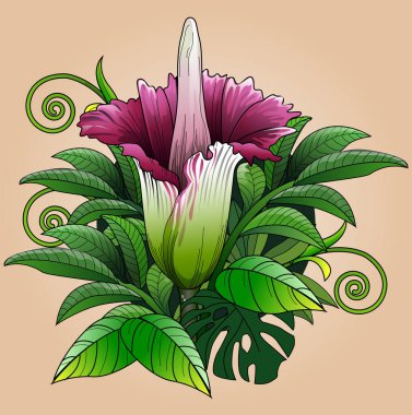 Vektör illüstrasyonu, Bunga Bangkai (Amorphophallus titanum), Endonezya 'nın başkenti Sumatra' da yetişen bir bitki türü..
