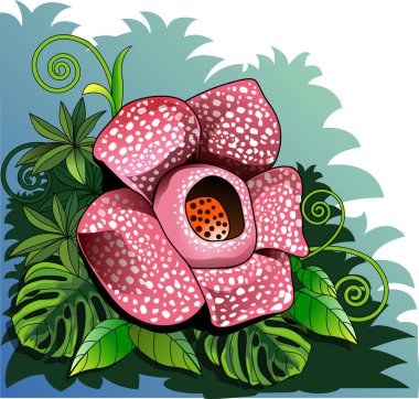 Vector illustration, Rafflesia arnoldi or padma raksasa, is one of Indonesia's three national flowers, and is officially designated as a rare flower or call of puspa langka. clipart