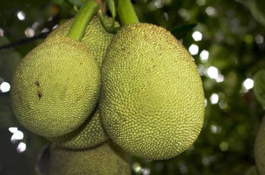 Genç Jackfruit hala ağaçta..